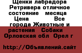 Щенки лабрадора Ретривера отличное состояние 2 месяца › Цена ­ 30 000 - Все города Животные и растения » Собаки   . Орловская обл.,Орел г.